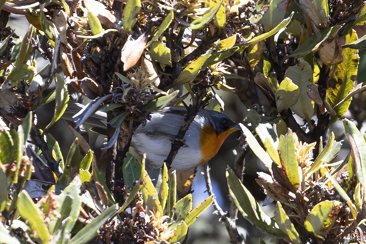 Flame-throated Warbler